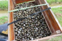 4h sáng, cả làng ùn ùn đi bắt ốc bươu vàng cứu lúa