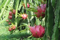 Thanh long Việt Nam bán tại Úc hơn 200.000 đồng/kg