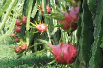 Thanh long Việt Nam bán tại Úc hơn 200.000 đồng/kg