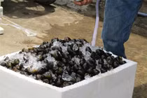 Đưa ốc bươu đi máy bay, kiếm bạc triệu mỗi ngày