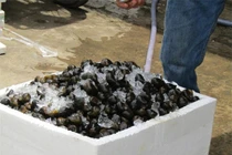 Đưa ốc bươu đi máy bay, kiếm bạc triệu mỗi ngày