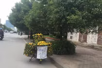 Cam siêu rẻ, không rõ xuất xứ bán đầy đường Hà Nội