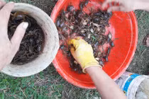 Kiếm tiền “dễ ợt” nhờ giá cua đồng sốt xình xịch