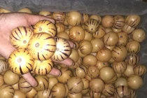 Dân Việt tranh nhau mua dưa pepino nhập khẩu từ Trung Quốc