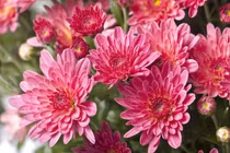 Trồng ngay những loại hoa này để vườn nhà đẹp rực trong mùa lạnh