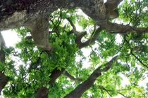 "Cụ” xoài hơn 300 tuổi vẫn xanh tốt và "đẻ" trái sòn sòn