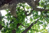 "Cụ” xoài hơn 300 tuổi vẫn xanh tốt và "đẻ" trái sòn sòn