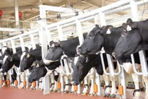 Mộc Châu Milk hướng tới phát triển bền vững