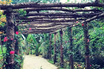 Đồi hoa hồng trong nhà vườn phong cách resort siêu đẹp