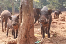 Về ngoại ô, xem lợn rừng chạy bộ... cho tiêu mỡ