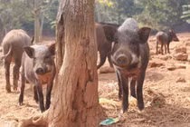 Về ngoại ô, xem lợn rừng chạy bộ... cho tiêu mỡ