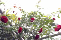 Chỉ 5m2 ban công, mẹ 8X tự tay trồng vườn hồng đẹp như mơ