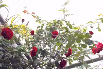 Chỉ 5m2 ban công, mẹ 8X tự tay trồng vườn hồng đẹp như mơ