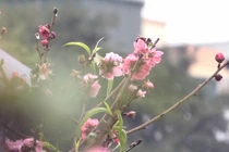 Đào Nhật Tân nở sớm xuống phố, giá 1,2 triệu đồng/cành