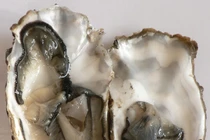 Hàng xa xỉ 'made in Vietnam'