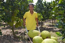 Hãi hùng bán một quả mít, thu cả triệu đồng