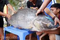 Hành trình đưa cá trắm đen khủng nhất Việt Nam lên bàn tiệc