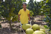 Hãi hùng bán một quả mít, thu cả triệu đồng