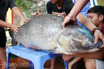 Hành trình đưa cá trắm đen khủng nhất Việt Nam lên bàn tiệc