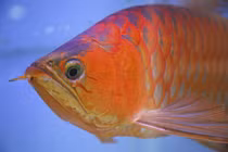 Chi hàng trăm đô phẫu thuật thẩm mỹ cho cá cảnh đắt nhất thế giới