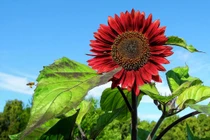 Hoa hướng dương đỏ rực: Chị em săn “của lạ” trồng sau Tết