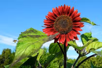 Hoa hướng dương đỏ rực: Chị em săn “của lạ” trồng sau Tết