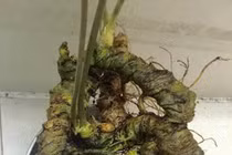 Tam thất cổ dài 1 mét, đại gia Đài Loan xuống 200 triệu mua