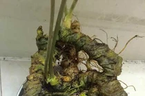 Tam thất cổ dài 1 mét, đại gia Đài Loan xuống 200 triệu mua