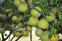 Tận mắt nhìn cây bưởi ra 800 quả ở Hòa Bình