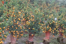 Lạ mắt với những bình quất bonsai trĩu quả đón Tết