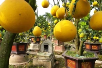 Làm cây Tết 2019 trong vườn "cổ mộ", lão nông bất ngờ kiếm tiền tỷ