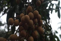 Đầu đông giá rét, nhãn Hưng Yên vẫn ra quả sai phát hờn