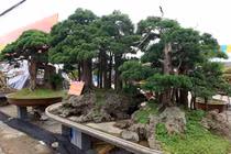 Phát sốt "kỳ hoa dị thảo" dồn dập đổ về Hà Nội