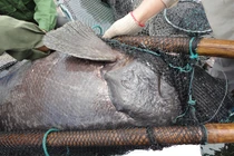 Nơi duy nhất ở Việt Nam nuôi 100 con cá song vua bố mẹ