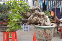 Cây cảnh có bộ rễ "quái vật": Trông như củi khô hét giá trăm triệu