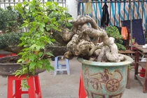 Cây cảnh có bộ rễ "quái vật": Trông như củi khô hét giá trăm triệu