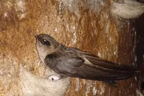 Đại gia Trung Quốc "thi nhau" mua yến sào 300 triệu đồng/kg của Việt Nam