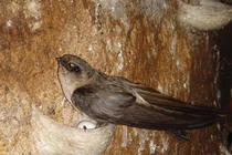 Đại gia Trung Quốc "thi nhau" mua yến sào 300 triệu đồng/kg của Việt Nam