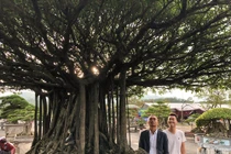 Cận cảnh "siêu cây sanh" 5 tỉ nổi bật giữa rừng bonsai