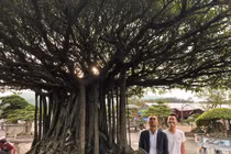 Cận cảnh "siêu cây sanh" 5 tỉ nổi bật giữa rừng bonsai