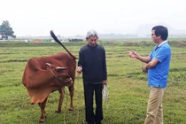 Không chỉ phí chăn thả trâu, bò: Mua máy gặt cũng phải đóng phí