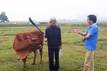 Không chỉ phí chăn thả trâu, bò: Mua máy gặt cũng phải đóng phí