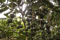 Cây tỷ đô có đẻ ra tỷ đô trên đất Việt?