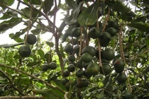 Cây tỷ đô có đẻ ra tỷ đô trên đất Việt?