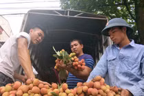 Chuyện "thần kỳ" ở đất vải: 5 ngày tăng hơn 1.000 tỷ