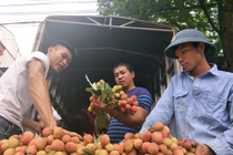 Chuyện "thần kỳ" ở đất vải: 5 ngày tăng hơn 1.000 tỷ