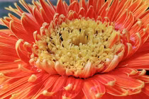 Bộ ảnh đầu tiên chụp từ BPhone 3 do Bkav công bố