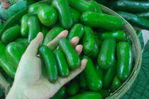 "Siêu phẩm" bơ tí hon không hạt khiến người tiêu dùng ngạc nhiên