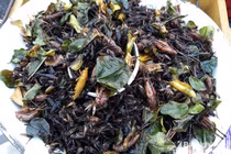 Nườm nượp săn côn trùng kinh dị làm đặc sản "hái" ra tiền 