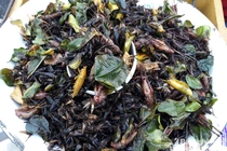 Nườm nượp săn côn trùng kinh dị làm đặc sản "hái" ra tiền 